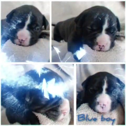Grizz X Meg bully puppies in Birmingham, Alabama
