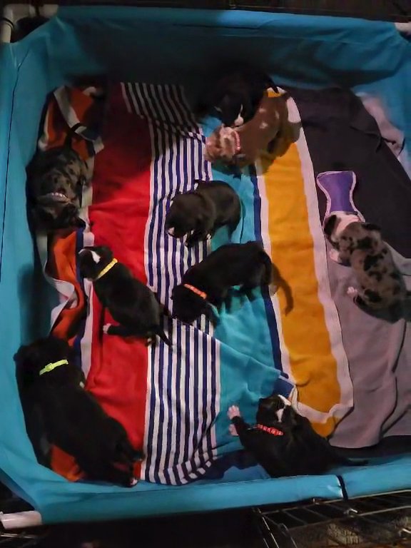 Puppies in Birmingham, Alabama