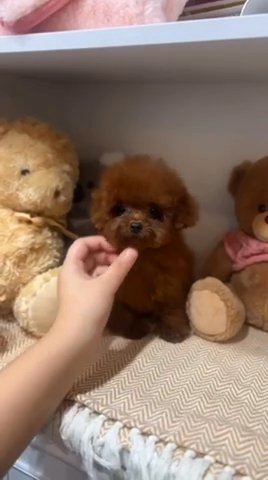 Red Toy Poodles in Los Angeles, California