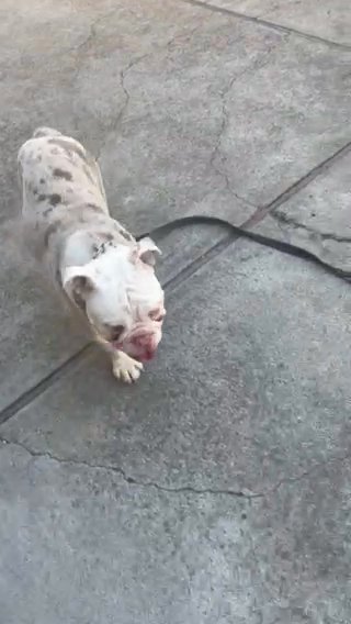 Blue in Sunnyvale, California