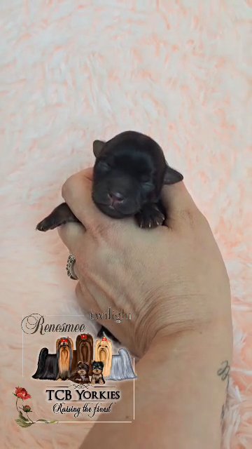 SOLD AKC Yorkie?Dark traditional in Greenwood, South Carolina