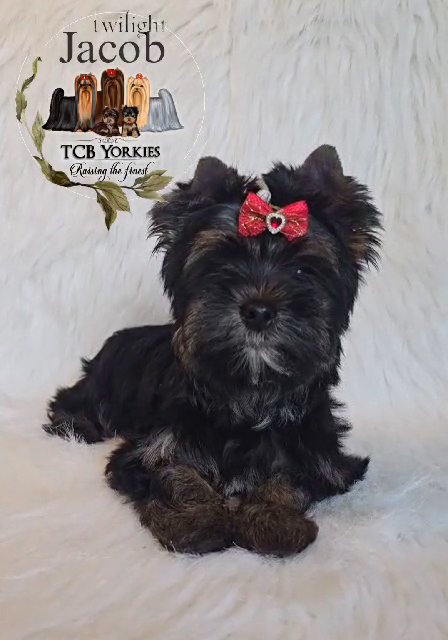 SOLD AKC Yorkie ?Extreme dark traditional in Greenwood, South Carolina