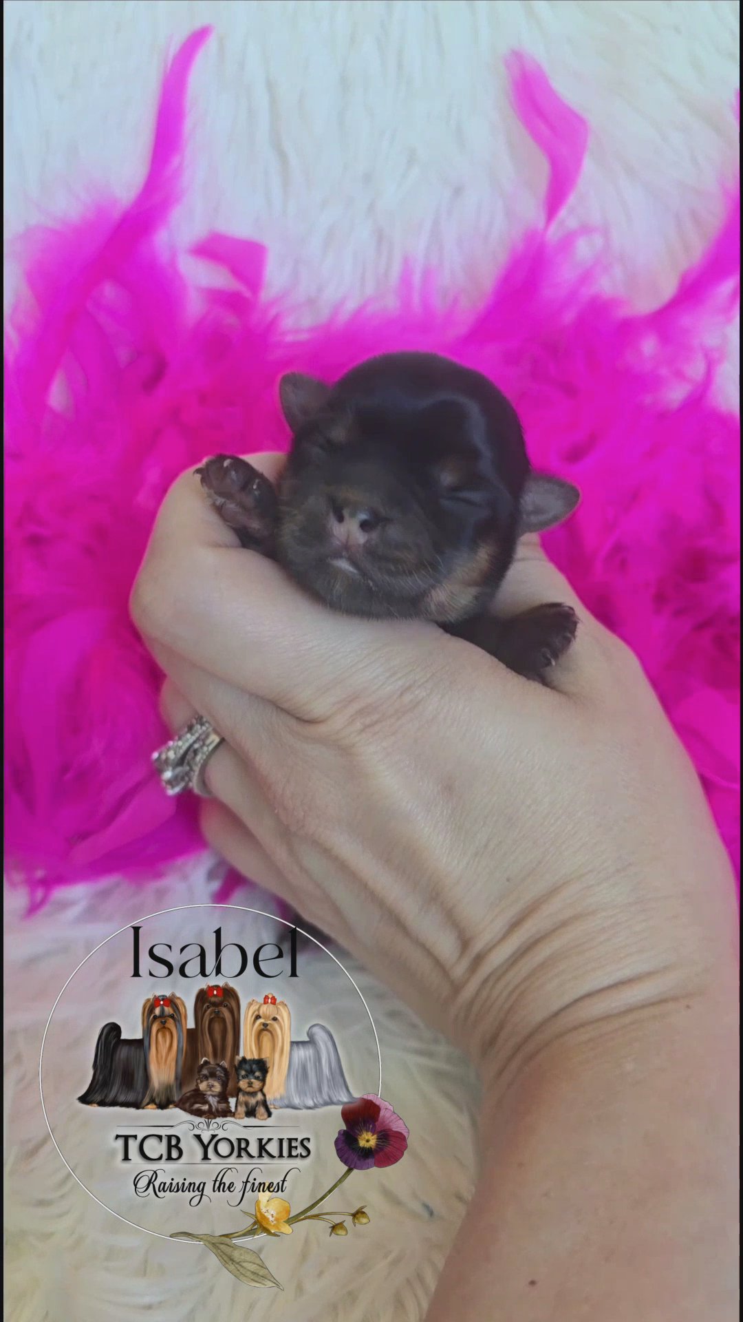 SOLD AKC Yorkie ? Traditional in Greenwood, South Carolina