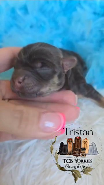 SOLD AKC Yorkie ? Chocolate/tan in Greenwood, South Carolina