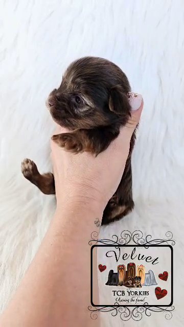 AKC Yorkie ? Chocolate/minimal tan in Greenwood, South Carolina