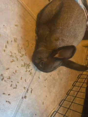 Adult Rabbit (chain) Needs New Home in Minneapolis, Minnesota