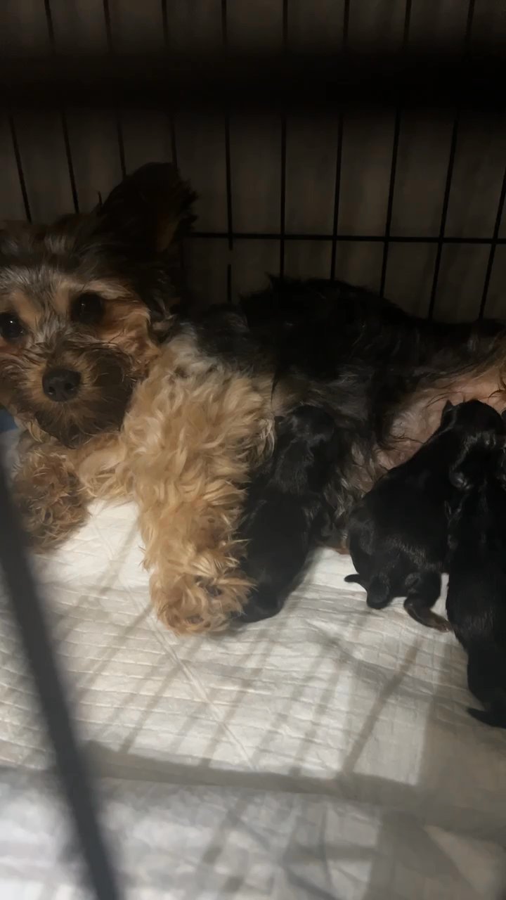 ?Beautiful Yorkie Puppies? (Litter) in Augusta, Georgia