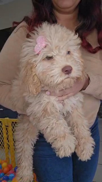 female cavapoo in Hialeah, Florida