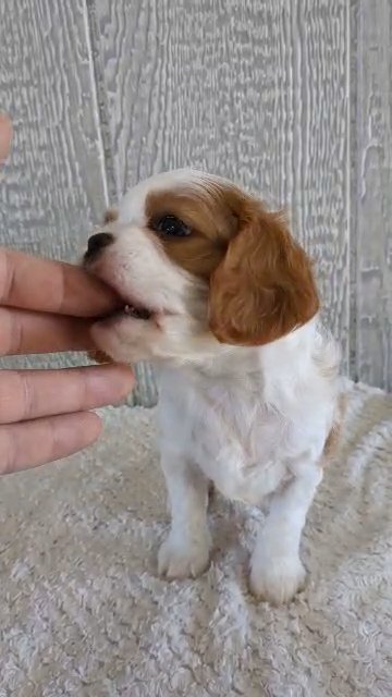 Cassie (Cavalier) in Goshen, Indiana