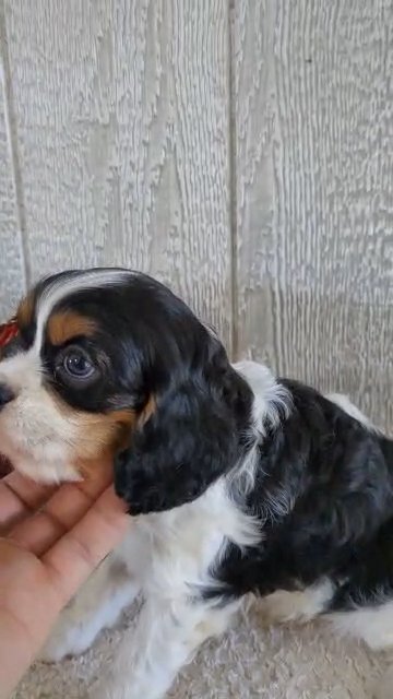Grady (Cavalier) in Goshen, Indiana