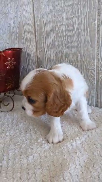 Cinnamon (Cavalier) in Goshen, Indiana