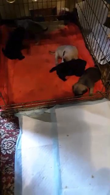5 weeks old 2 fawn 2 black one real dark fawn in Crossville, Tennessee