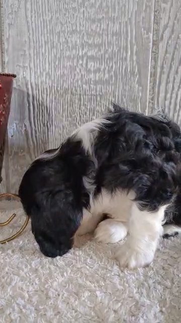 Finn (Cavalier) in Goshen, Indiana