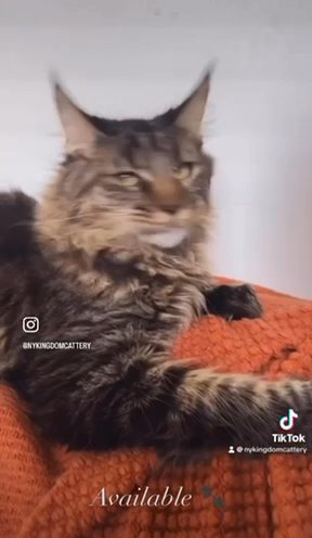 Classic Tabby Female in Albany, New York