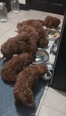 Red Standard Poodles in Dallas, Texas
