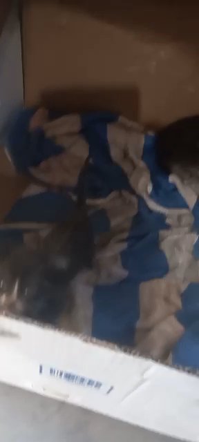 3 abandoned kittens, needs a good home, PLEASE HELP! in Euless, Texas