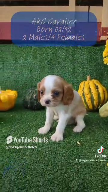 Cavalier Pups (08/12) 2 Females/1 Male in Goshen, Indiana