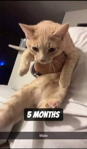 Kittens For Sale in Houston, Texas