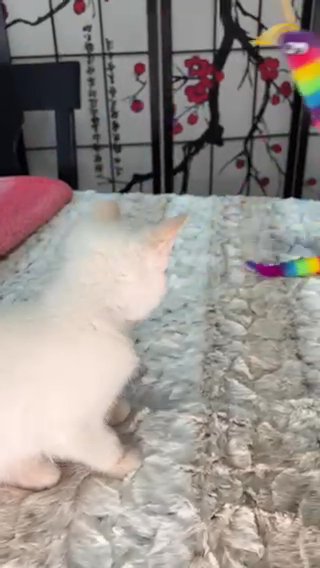 Rag-doll/ siamese Kitten in Atlanta, Georgia