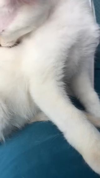 Kitten in Lawrenceville, Georgia