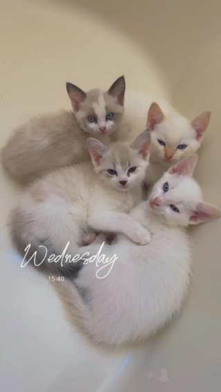 Kittens in Atlanta, Georgia