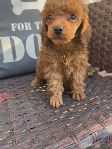 Levi in Charlotte, North Carolina