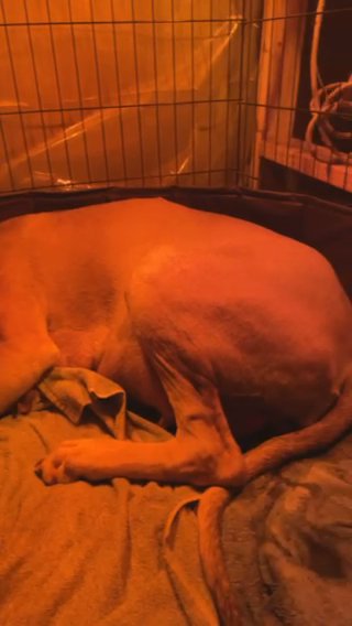 Great Dane Puppies !! in Wallingford, Connecticut