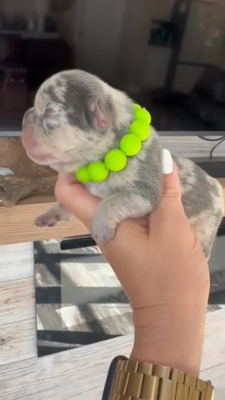 Fluffy Babies in Bryan, Texas