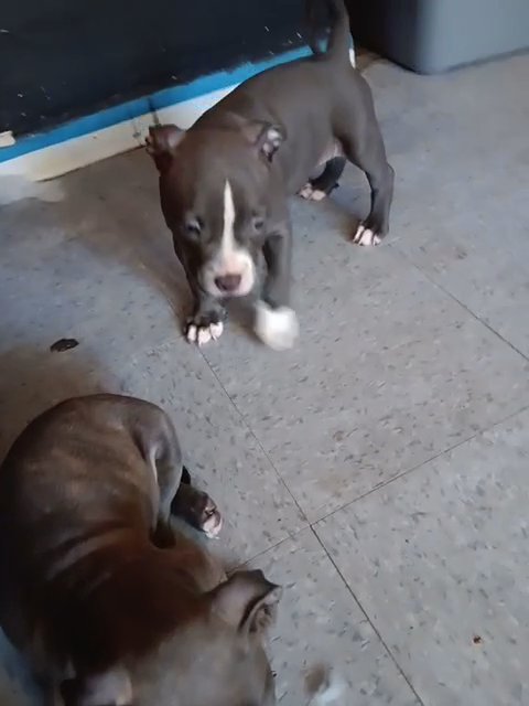 pittbull puppy in Pemberton (Township), New Jersey