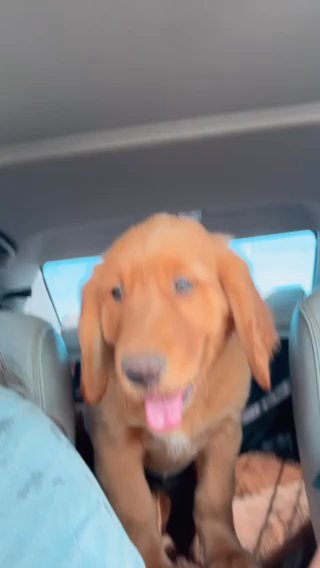 Golden Retriever Pups in Delano, California