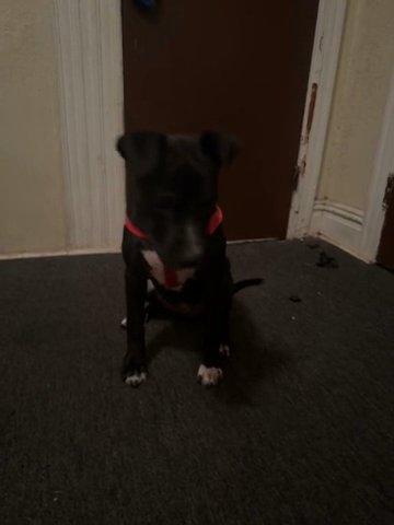 Stella in East Orange, New Jersey