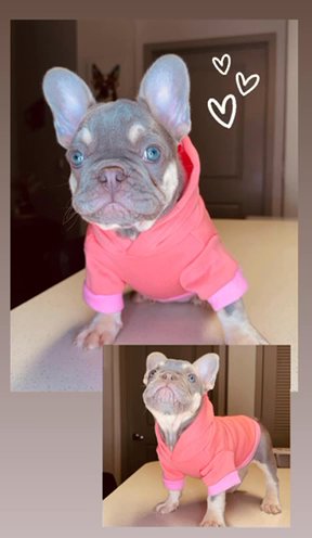 Female French Bulldogs in Orlando, Florida