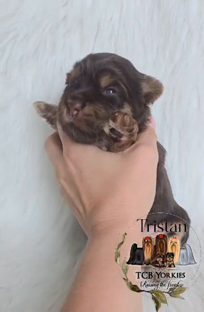SOLD AKC Yorkie ? Chocolate/tan in Greenwood, South Carolina