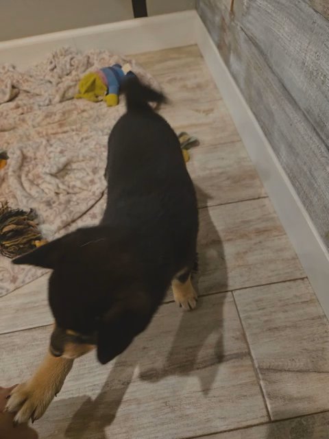 Shiba Inu (Black and Tan) female in Oklahoma City, Oklahoma