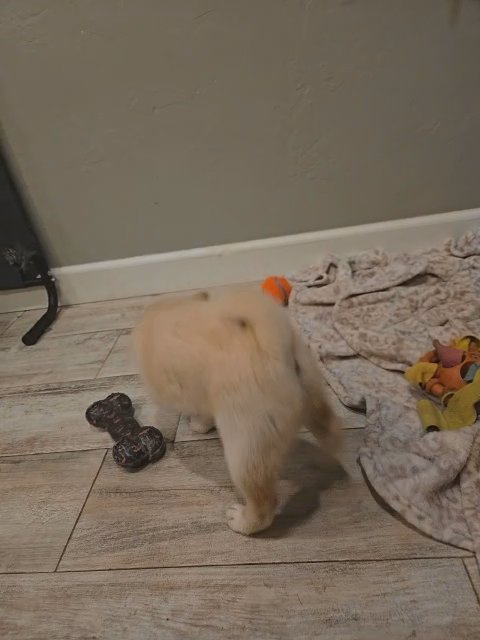Shiba Inu (white) Male in Oklahoma City, Oklahoma