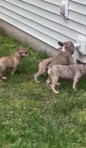 AKC FRENCH BULLDOG PUPPY in Durham, North Carolina