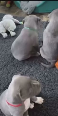 Pitbull Puppies For Sale. in New York City, New York