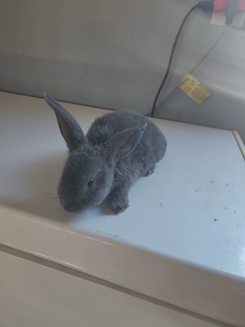 Bunnies in Belvidere, Illinois