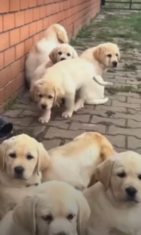 Golden Retriever Puppy in New York City, New York