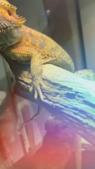 Dino The Bearded Dragon in Clarksville, Tennessee