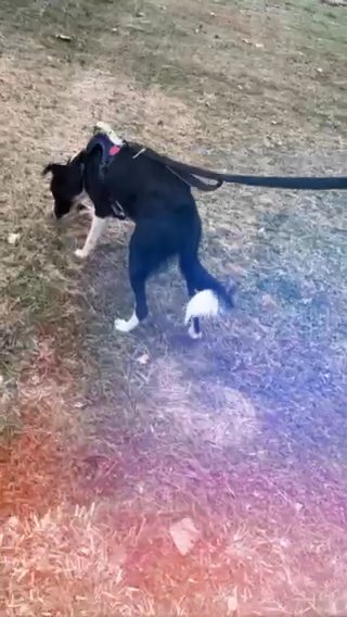 Lets Go For A Walk Rocket in Clarksville, Tennessee