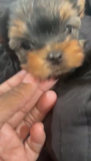 Baby Maverick  Looking For New Mom in Phoenix, Arizona