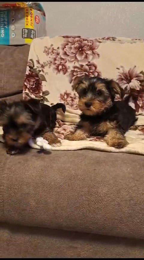 Super Adorable Yorkie in Chicago, Illinois