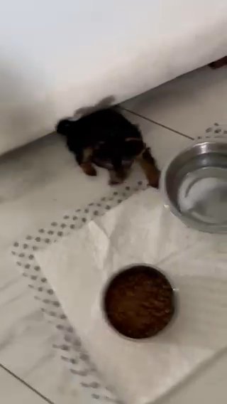 Toy Yorkie in Orlando, Florida