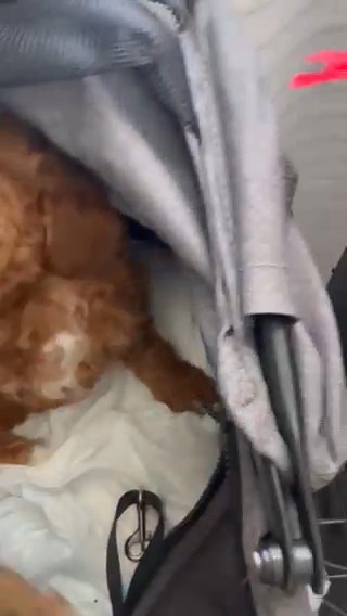 Red Toy Poodle in Hayward, California