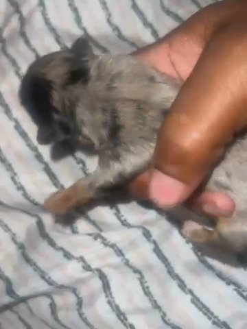 Blue Tweeded Merle Female Yorkie in Houston, Texas