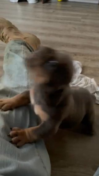 English Bull Female in Riverside, California