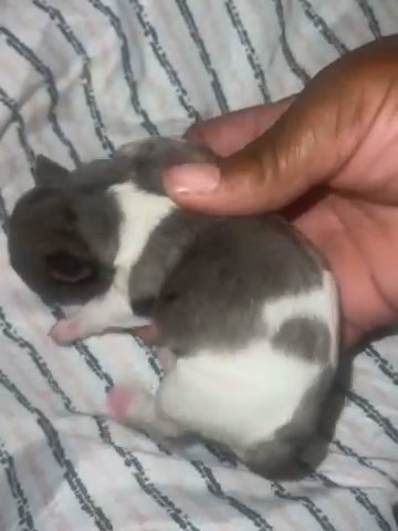 Blueberry Tweeded Merle in Houston, Texas
