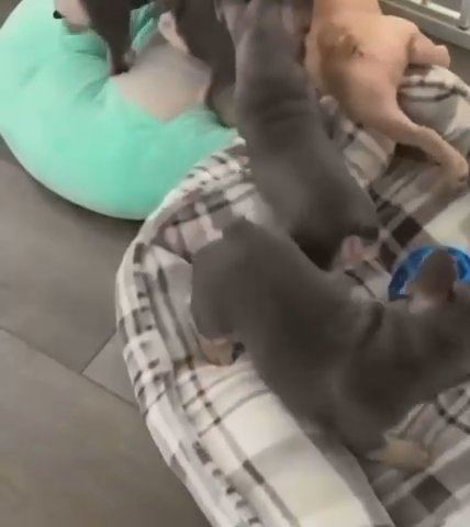 Frenchie Puppies  For Adoption in Florida City, Florida