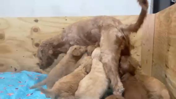 Goldendoodle F1B in Lodi, New Jersey